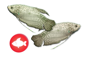 Akwarystyka - rybki akwariowe - gurami