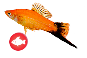 akwarystyka - rybki akwariowe platynki